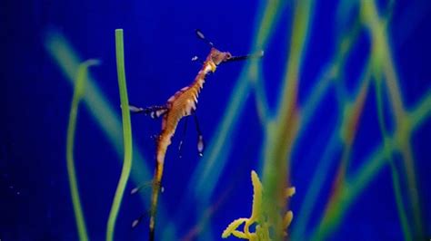 seadragon shares.